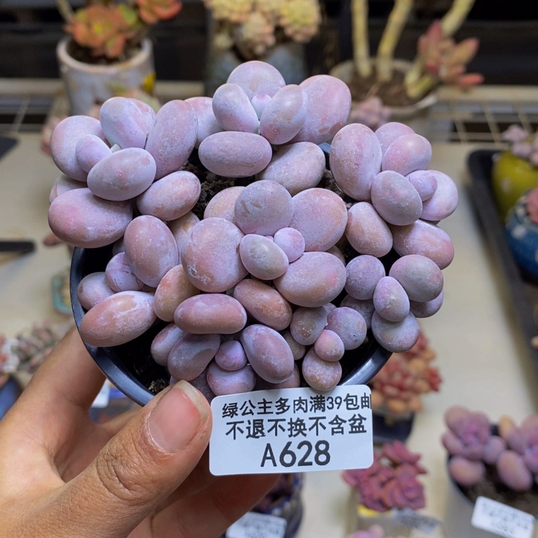 628芭比奶多肉散