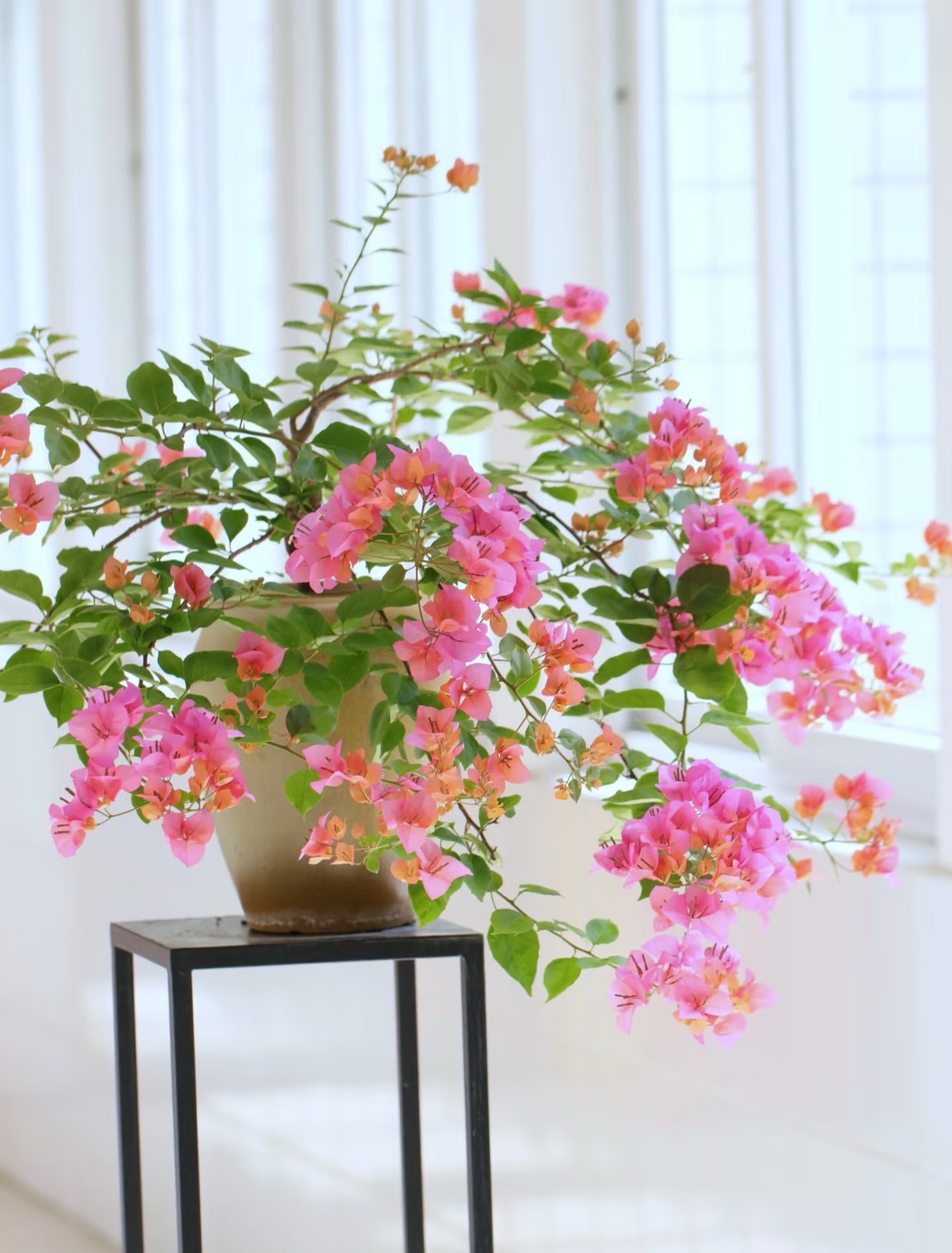 【热带花束】勤花四季开耐活观赏三角梅