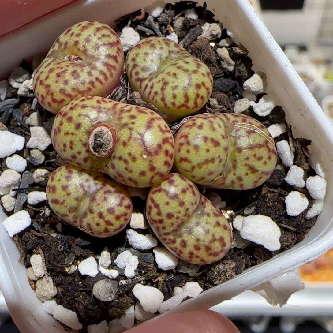 肉锥多肉植物百科25-779