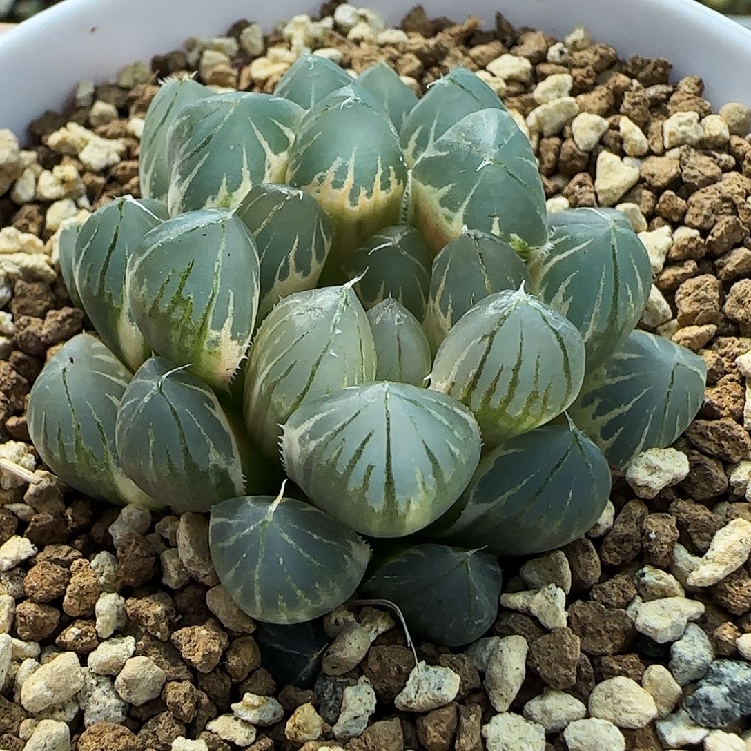 658号糊斑霓虹灯4.8左右一物一拍带盆土