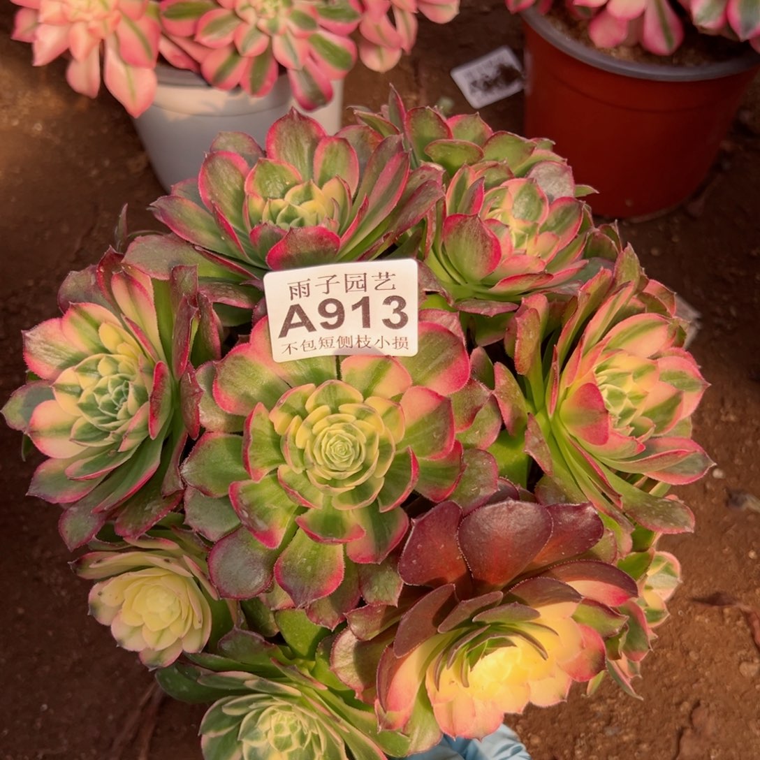 913海王尺寸25左右