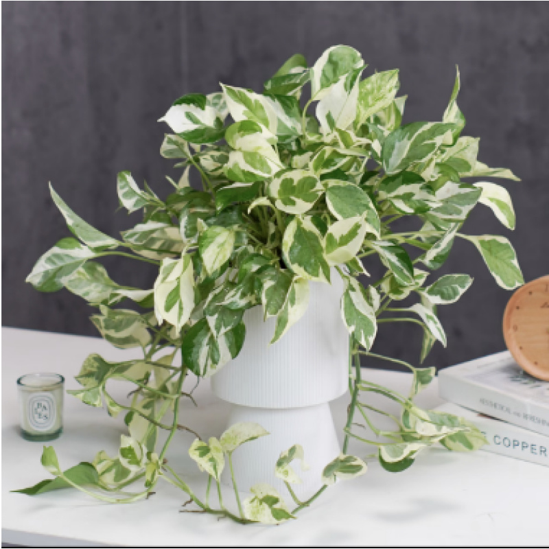 DT白金葛室内美观桌面绿植