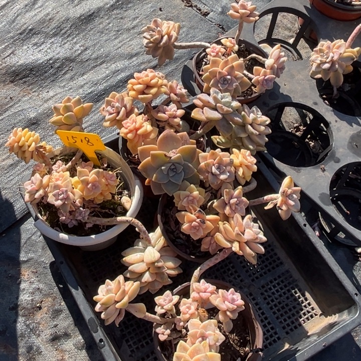 1518多肉5878888780888