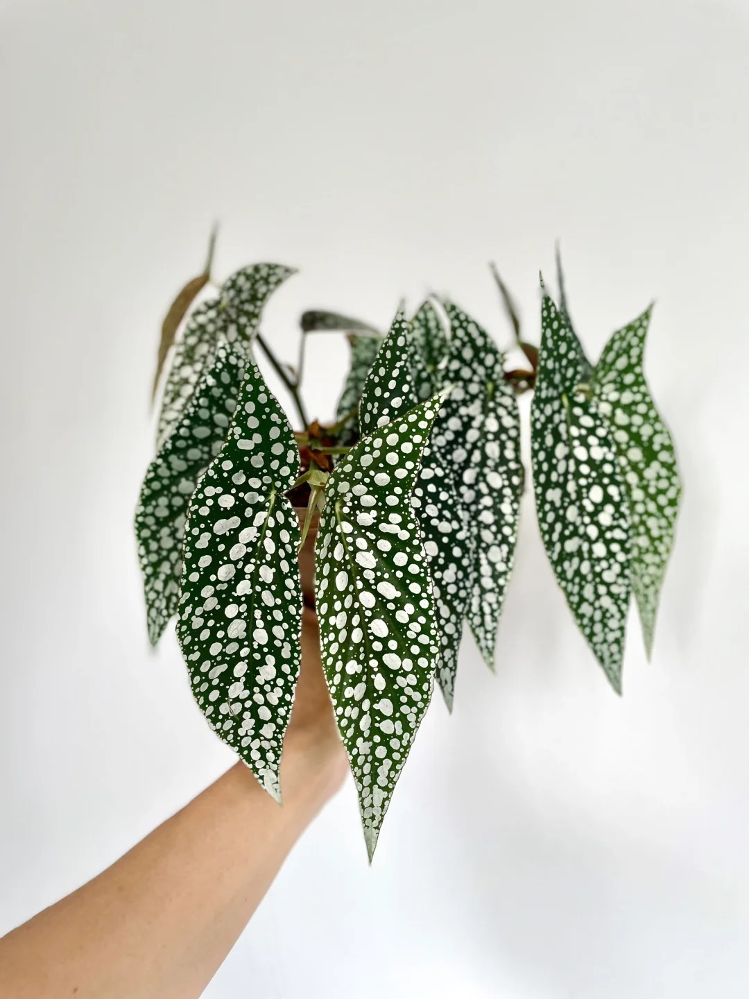 超白冰秋海棠室内观叶灌木竹节类阳台庭院植物盆栽耐阴
