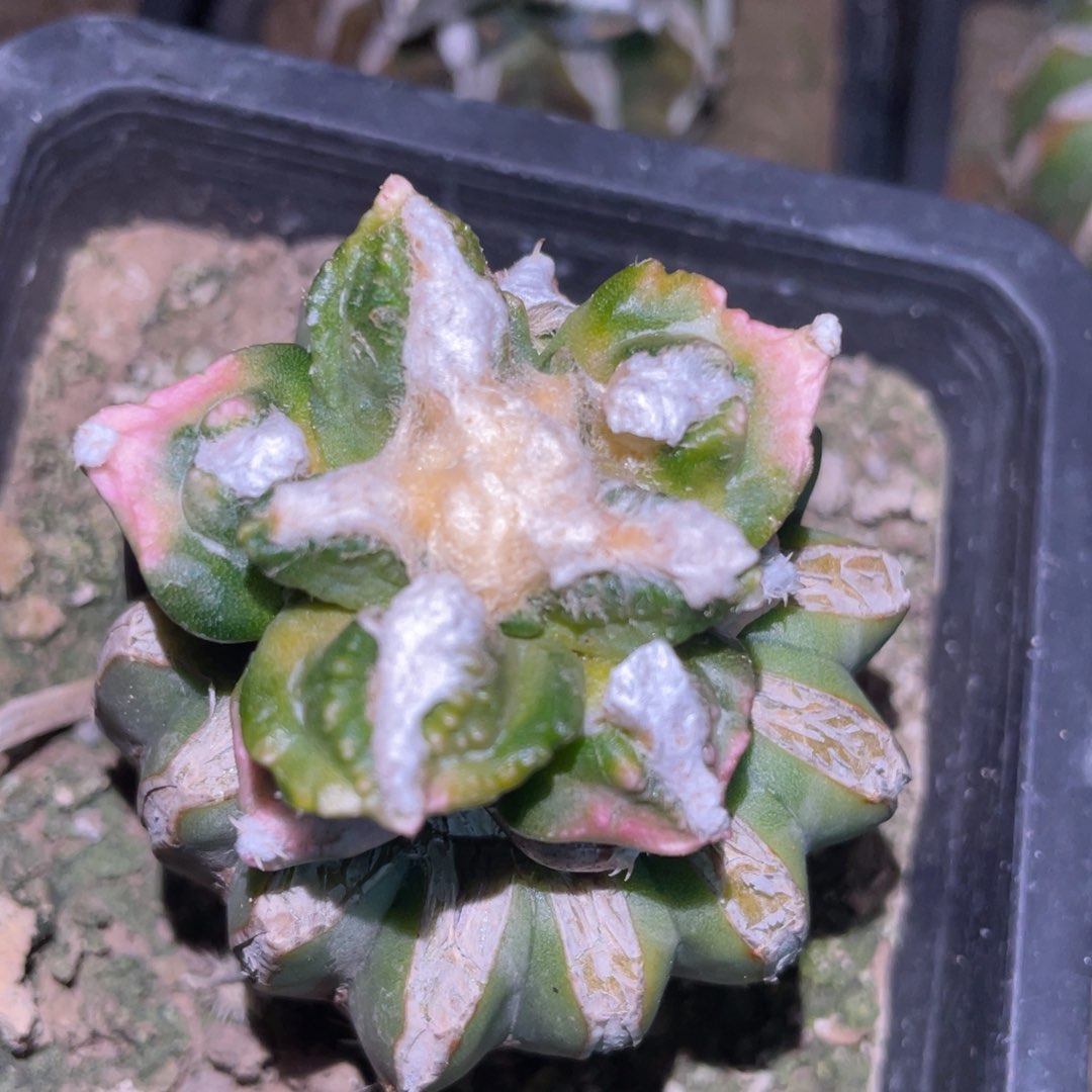 特价版 贵怒锦杂 988