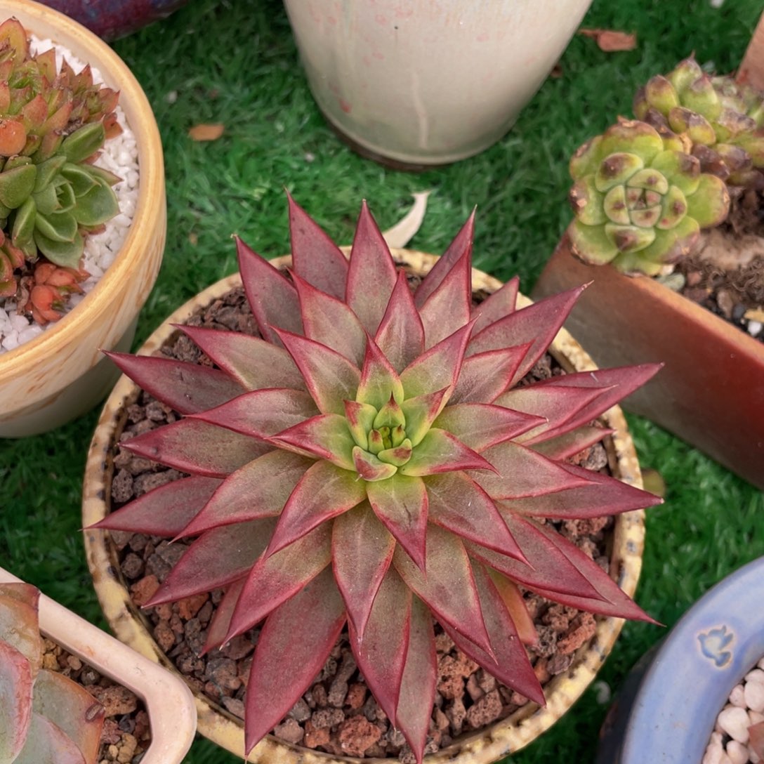 多肉植物盆栽多肉