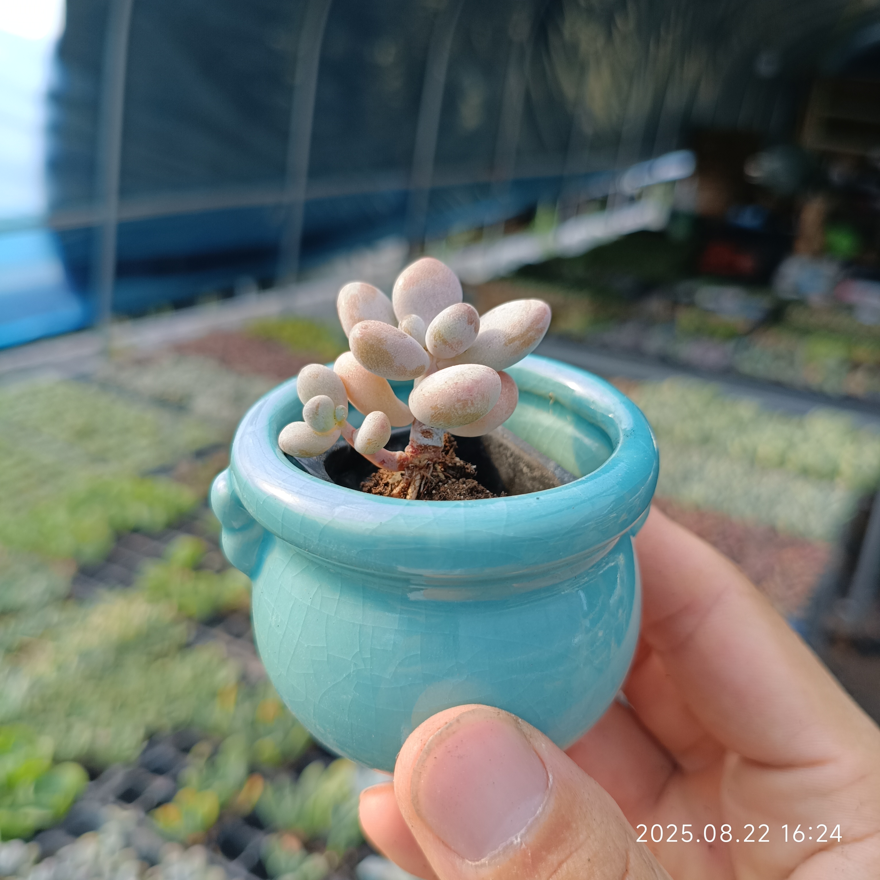 多肉植物桃蛋组合盆栽室内好养小绿植好活花卉