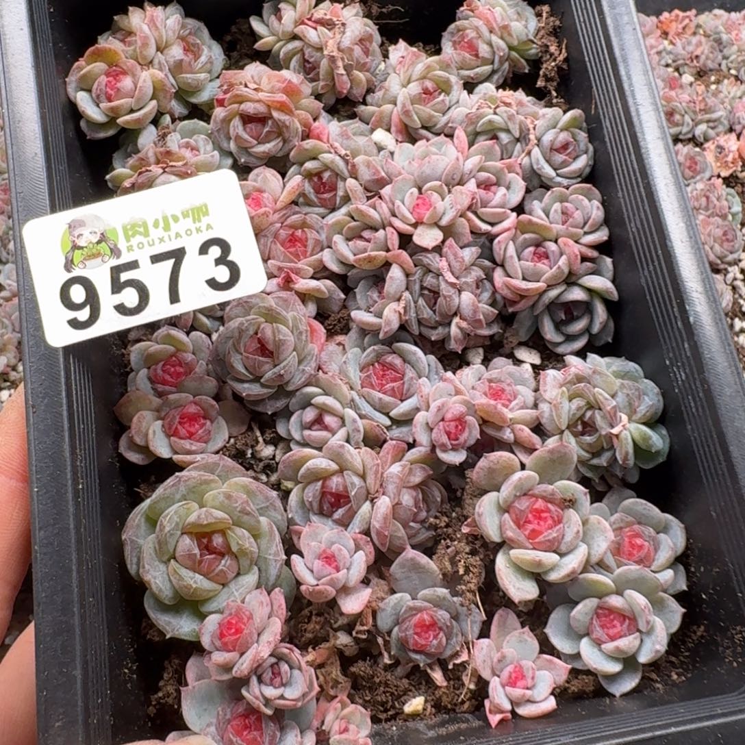 ****多肉植物多肉植物