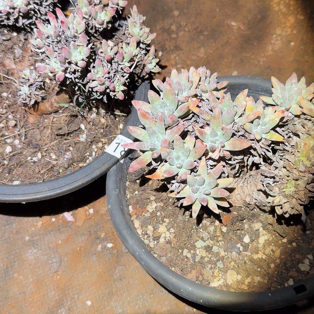 2颗白姆处理不售后仙女杯多肉