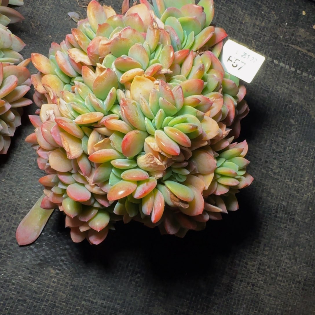 三*f f f f f f f f f f f 57