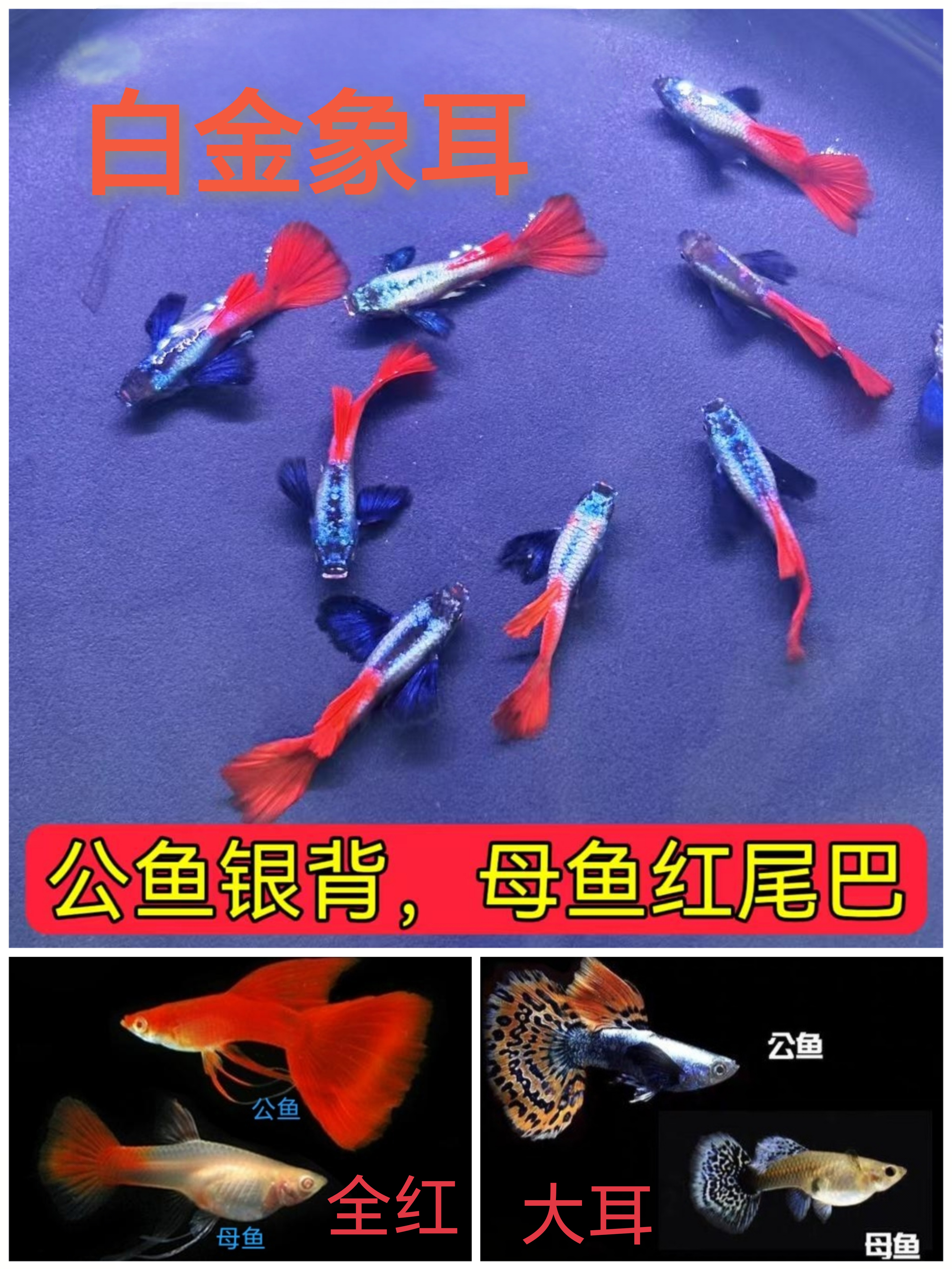 全红孔雀鱼精品白金象耳孔雀鱼大耳孔雀好养耐活可繁殖
