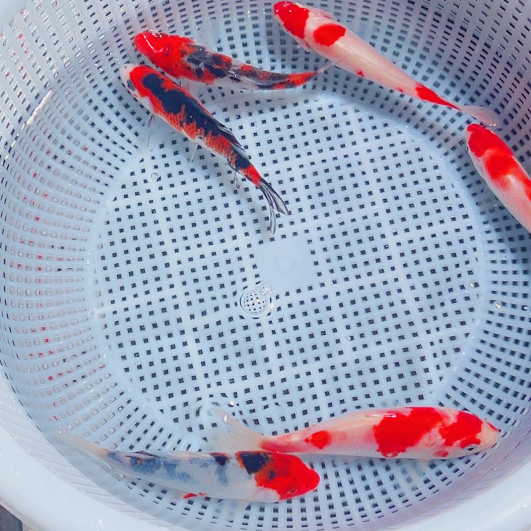 锦鲤锦鲤观赏鱼1111