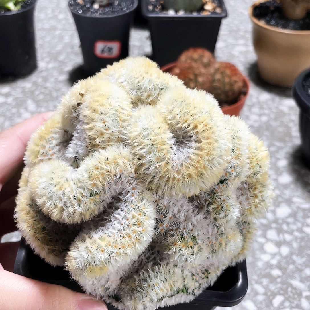 嘉文丸缀66666666666666666