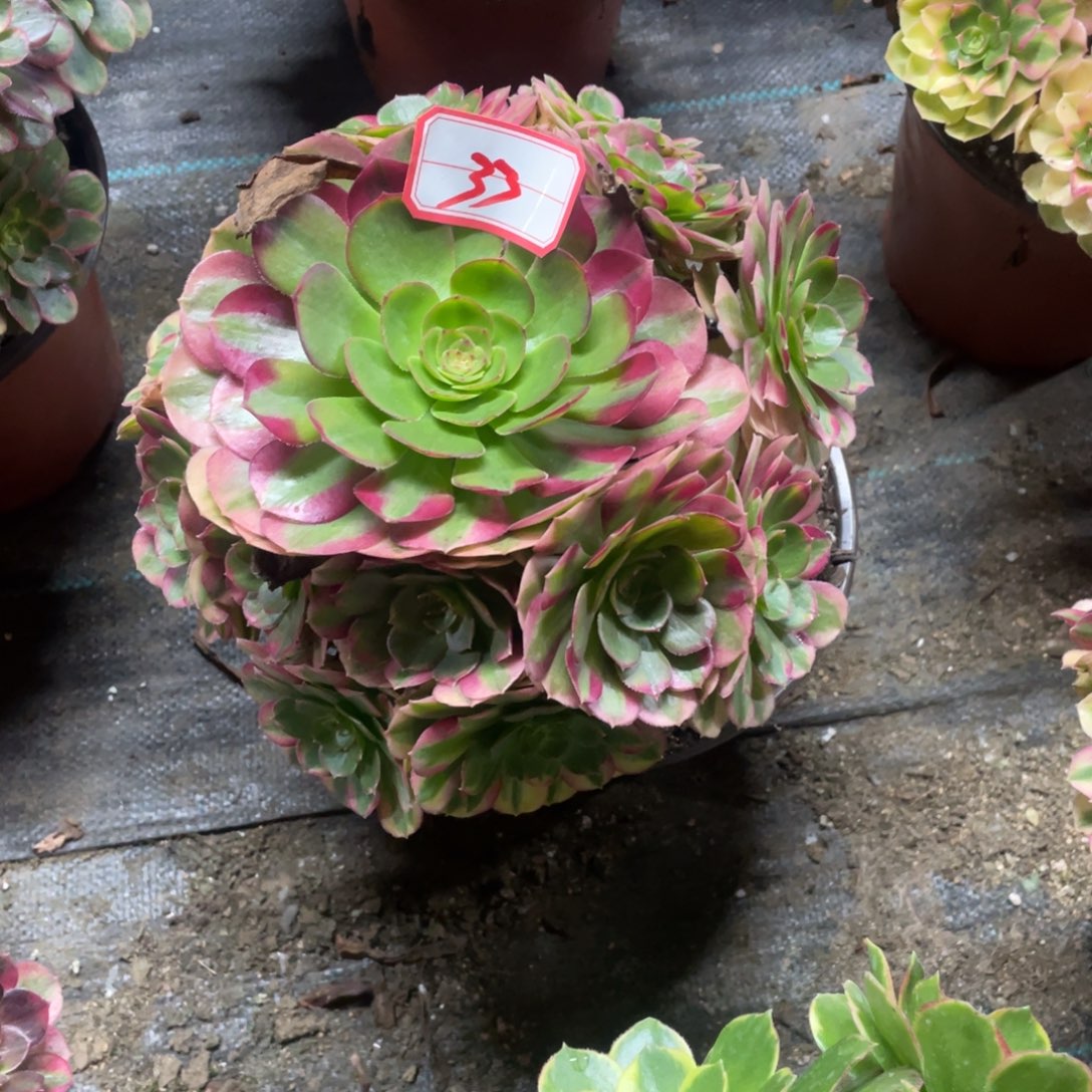 33号雨合法师多肉