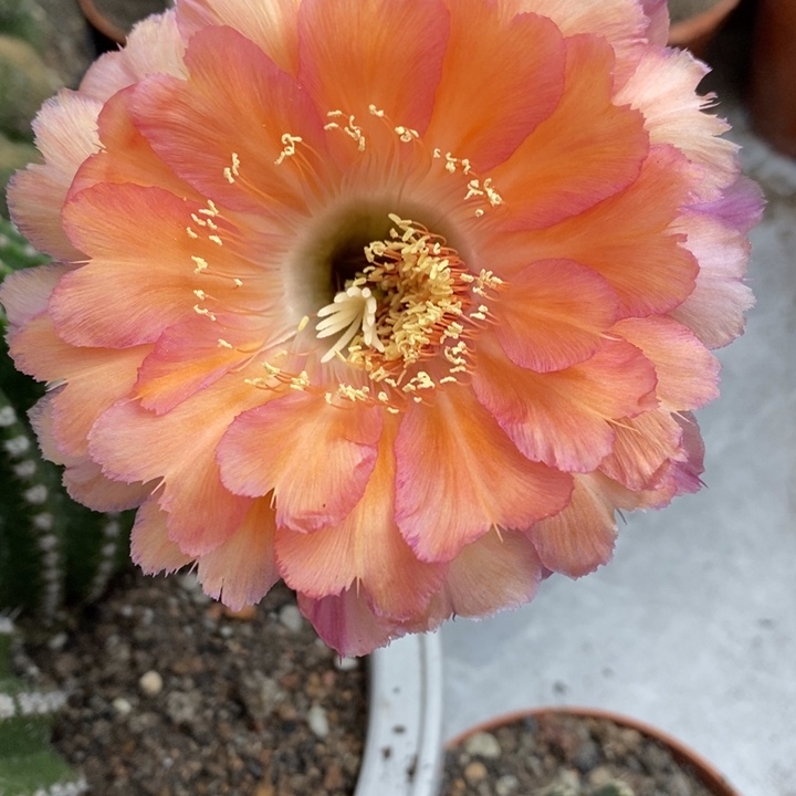 彩草心舞侧芽公分左右