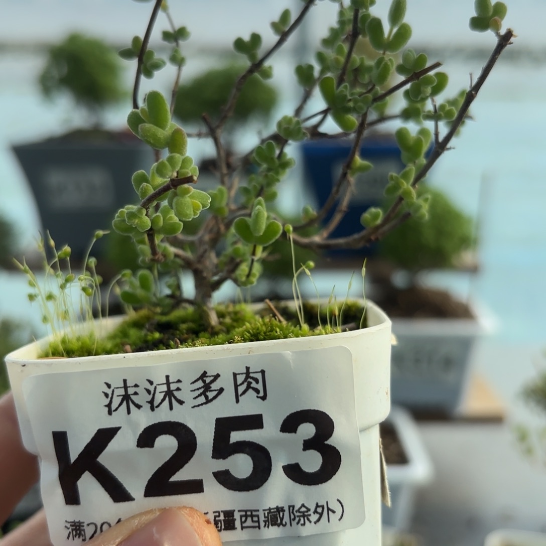 253月曲枝干福利哦