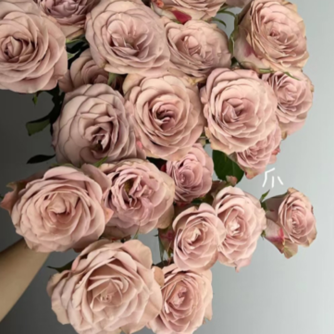 卡布奇诺 多头玫瑰 店铺任意2单冷链包邮