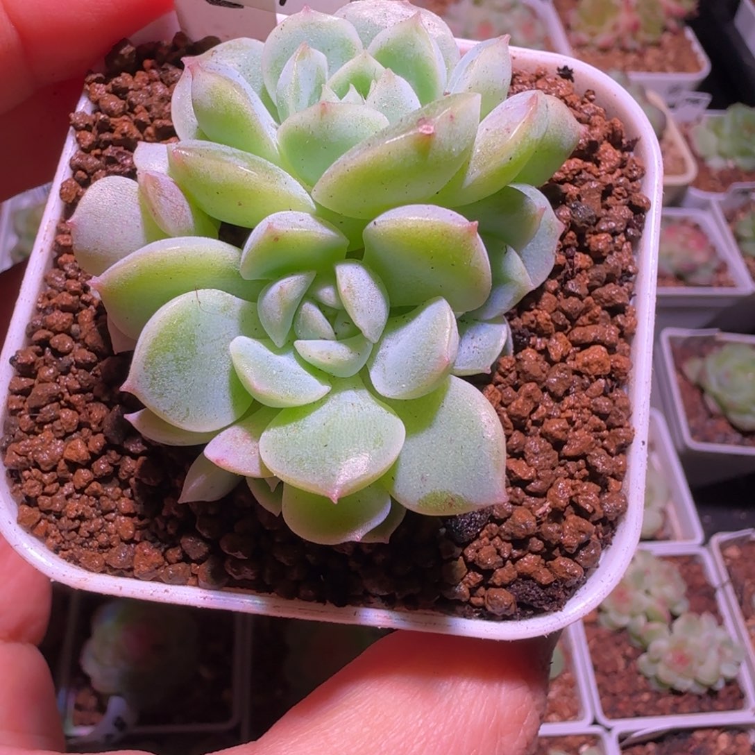 年***眠8-44福利白昼五头群生