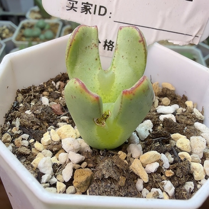 121。满38包邮肉锥