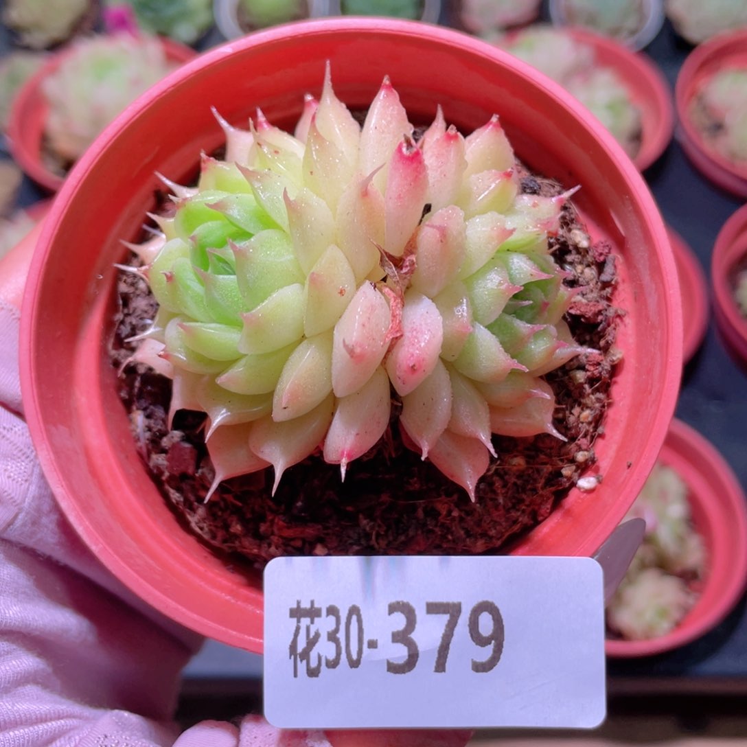 花利美30-379海王