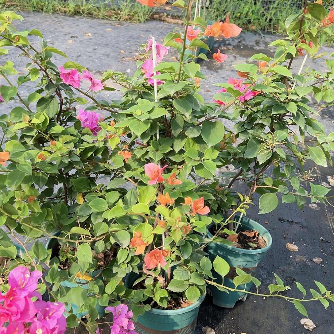 当前无花栽培后可以开花粉九月一棵