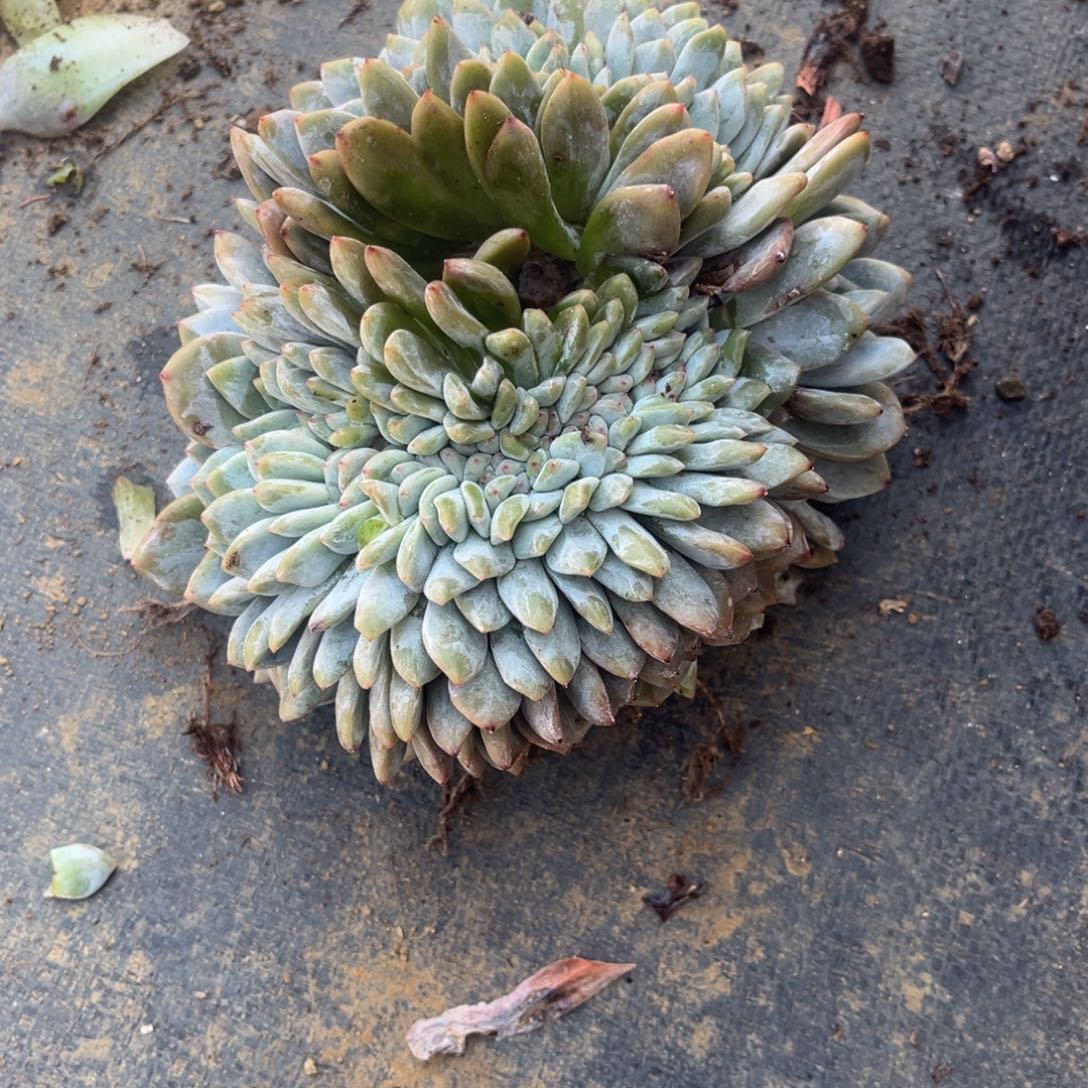 俅***球星颖缀化一物一拍