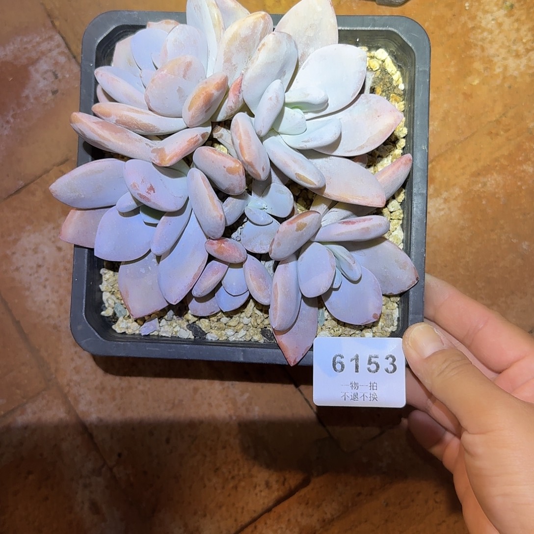 豆***人6153号粉兔群生多肉