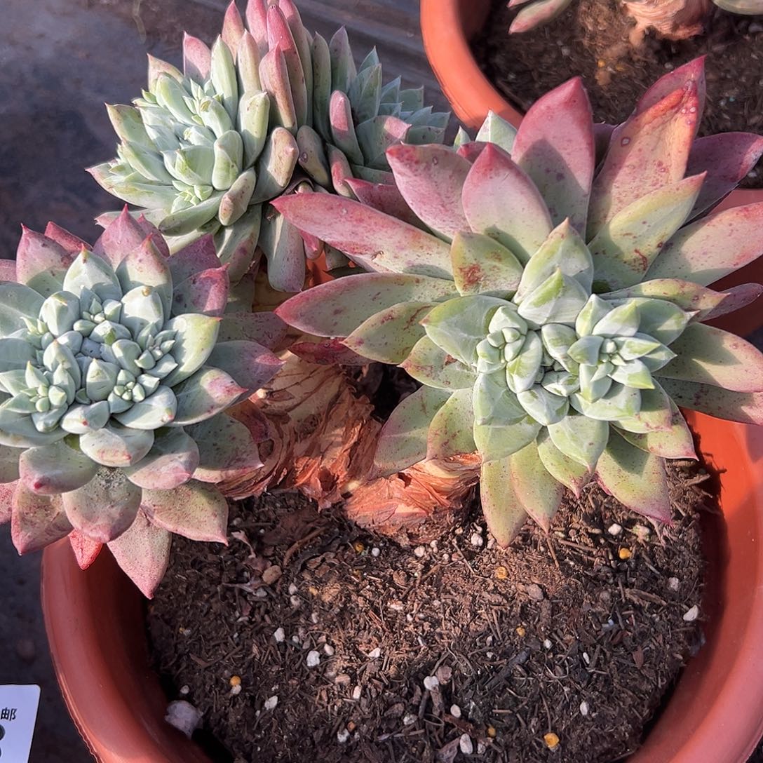 帕翠莎一物一拍3124