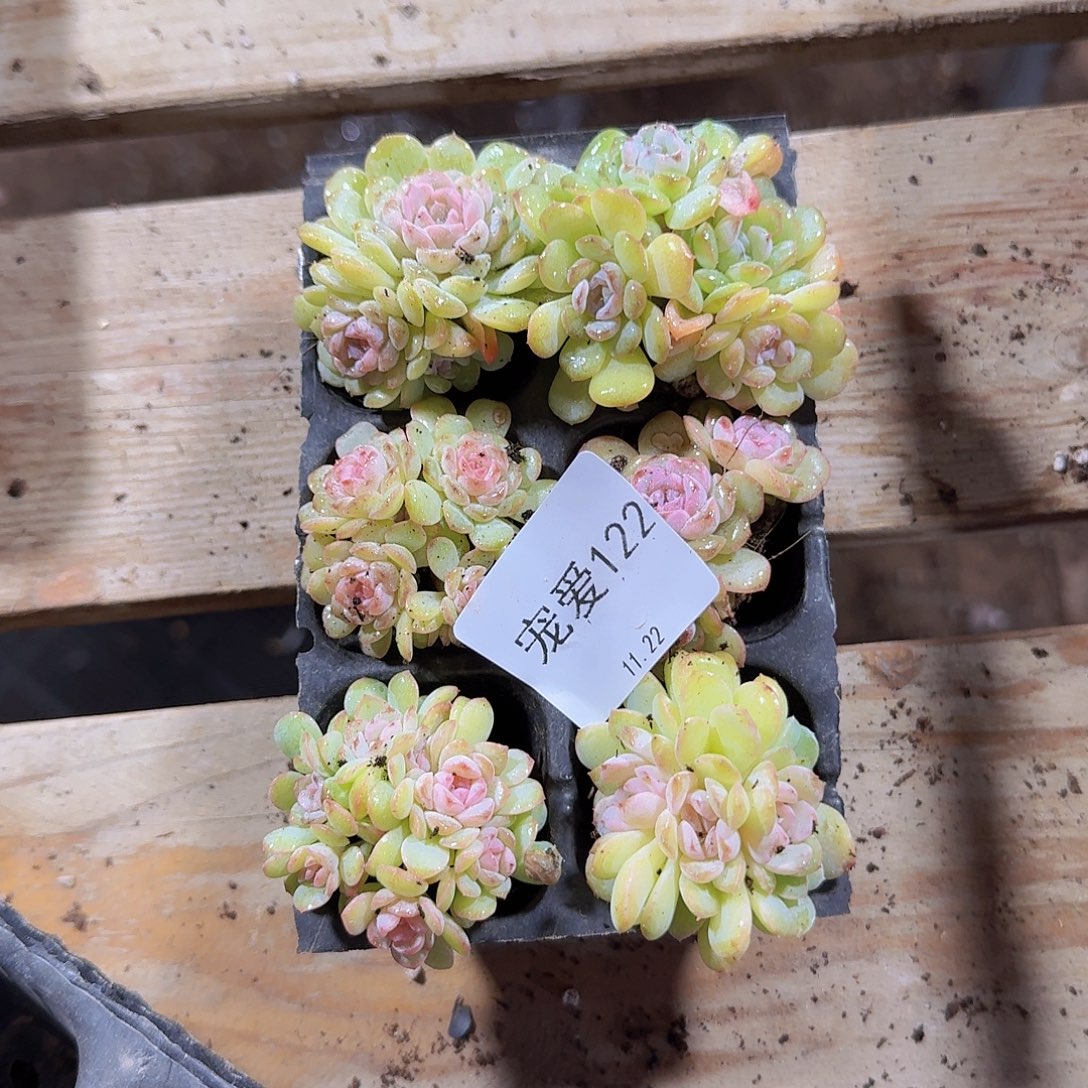 直播福利一物一拍122