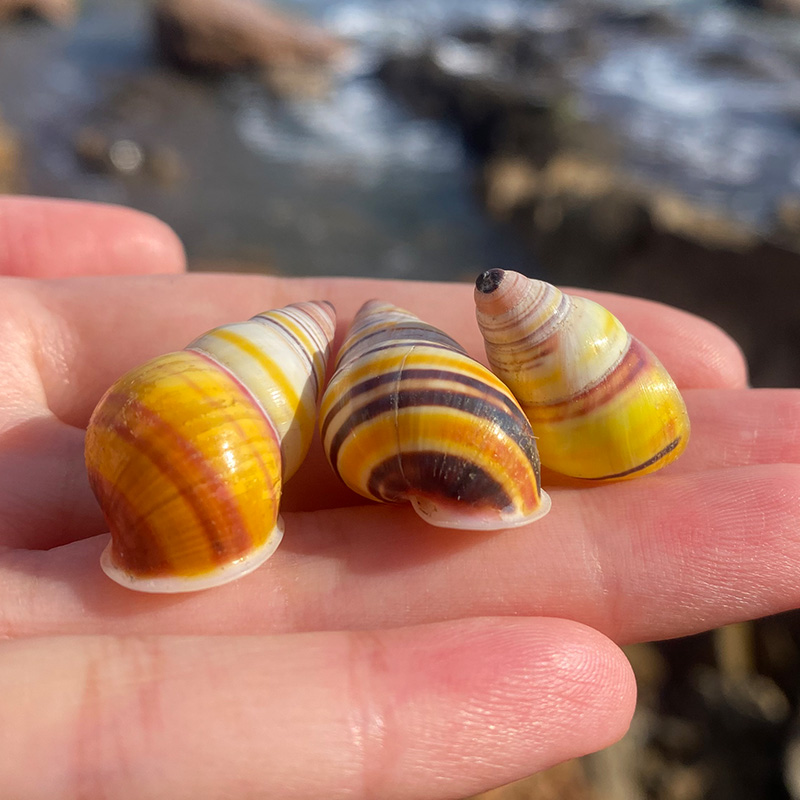 天然海螺贝壳收藏标本螺稀有海螺鱼缸水族造景装饰寄居蟹替换壳