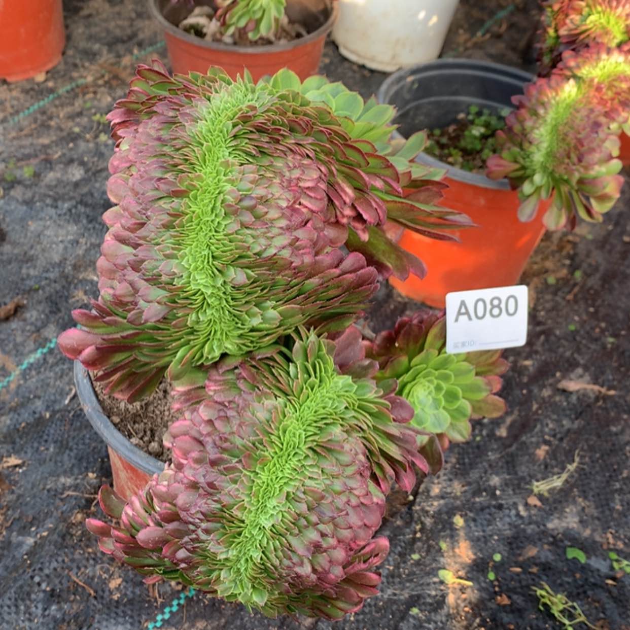 【闪购商品】80嘉年华缀