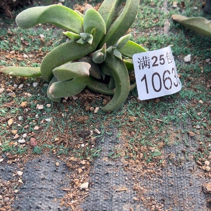 紫花639，一物一拍