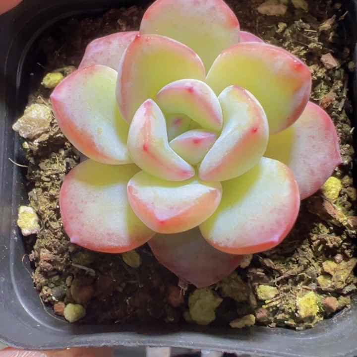 泡芙石化多肉植物大战