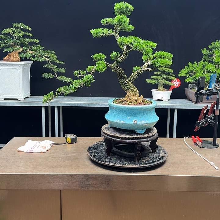 无花朵黄杨黄杨黄杨黄杨