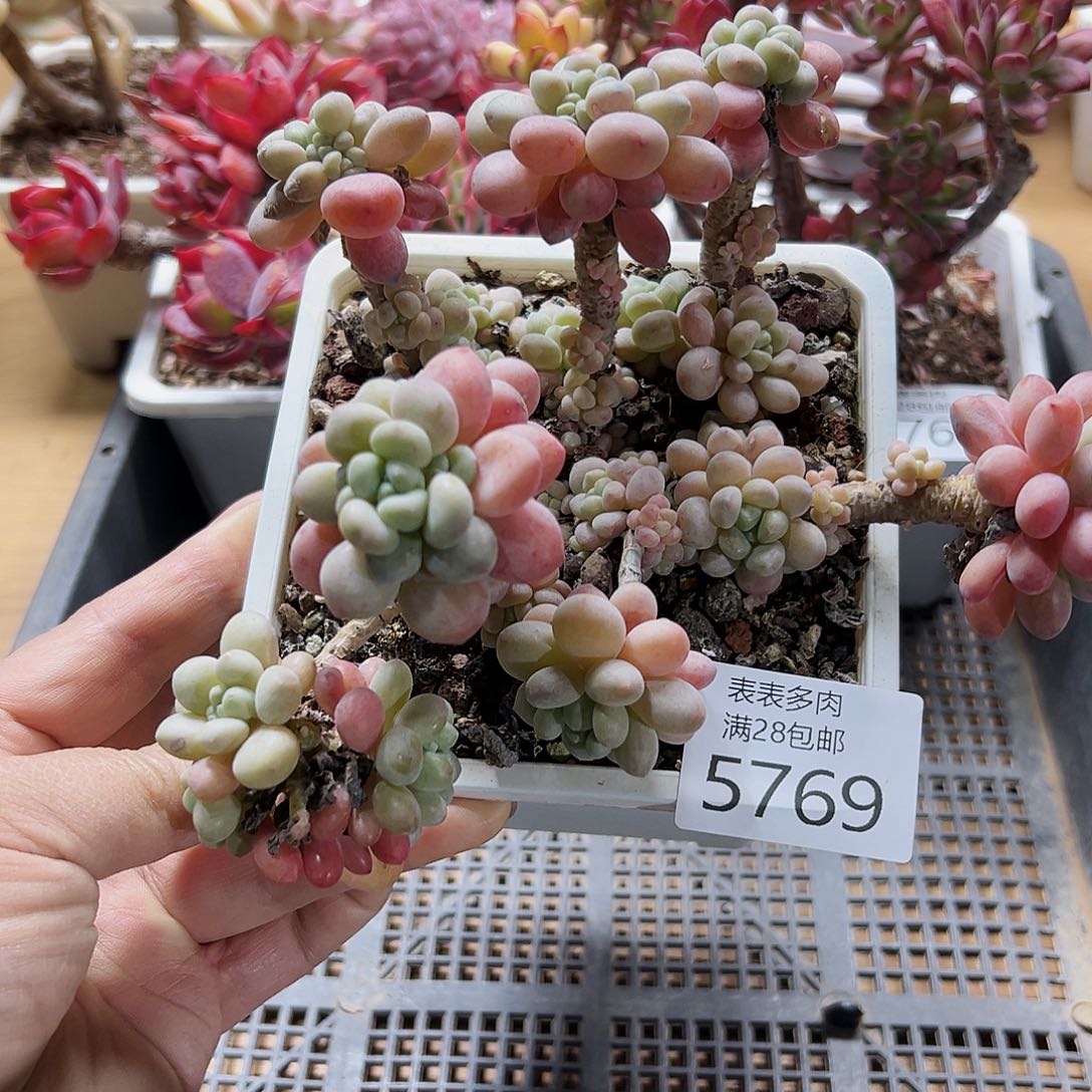 9号我们的确是一5769