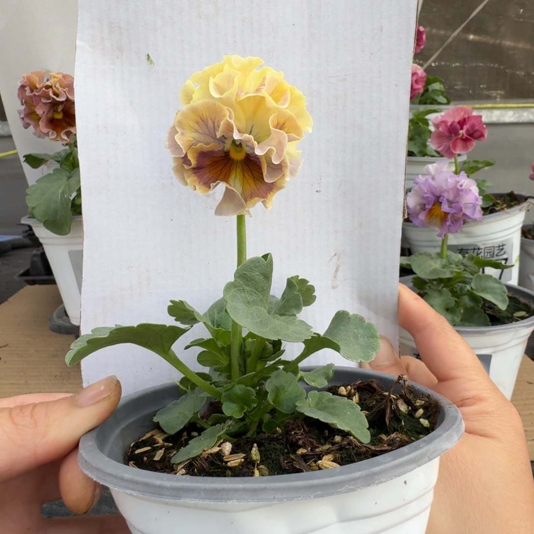 无花朵278号角堇