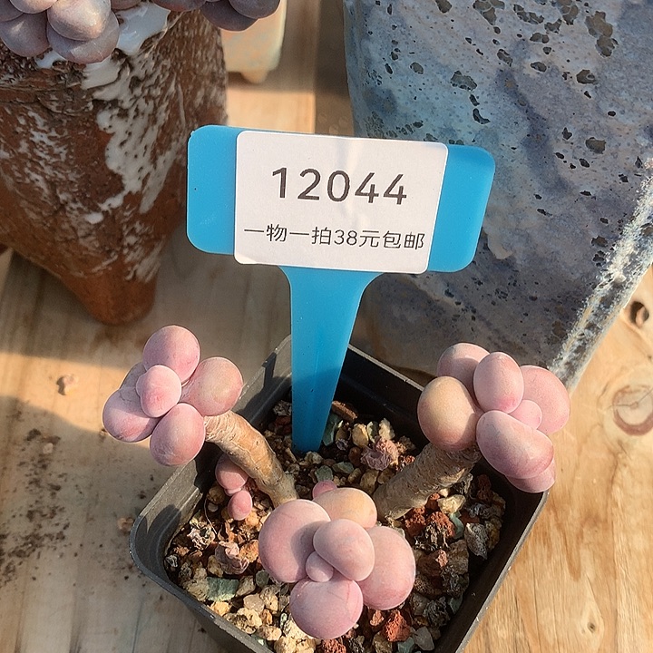 胭脂精品多肉桃蛋