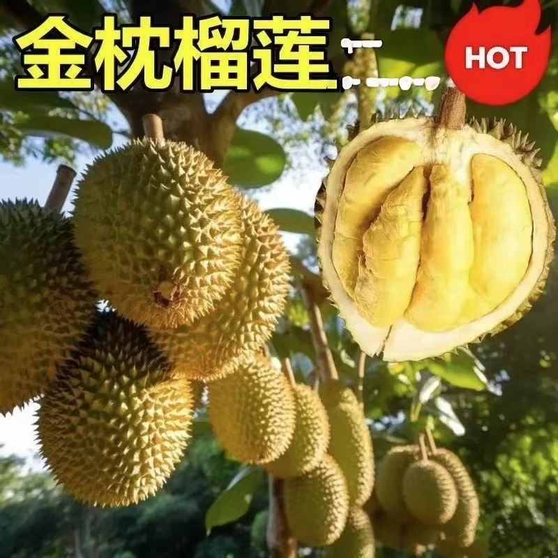 001榴莲盆栽/耐寒品种南方北方种植金枕猫山王当年结果ll