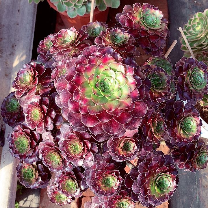 晚霞圆叶，多肉植物