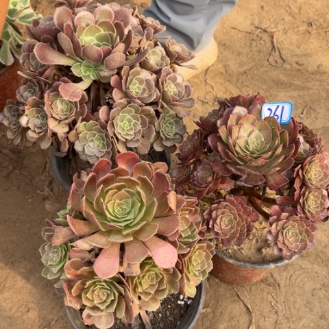 261多肉植物组合，