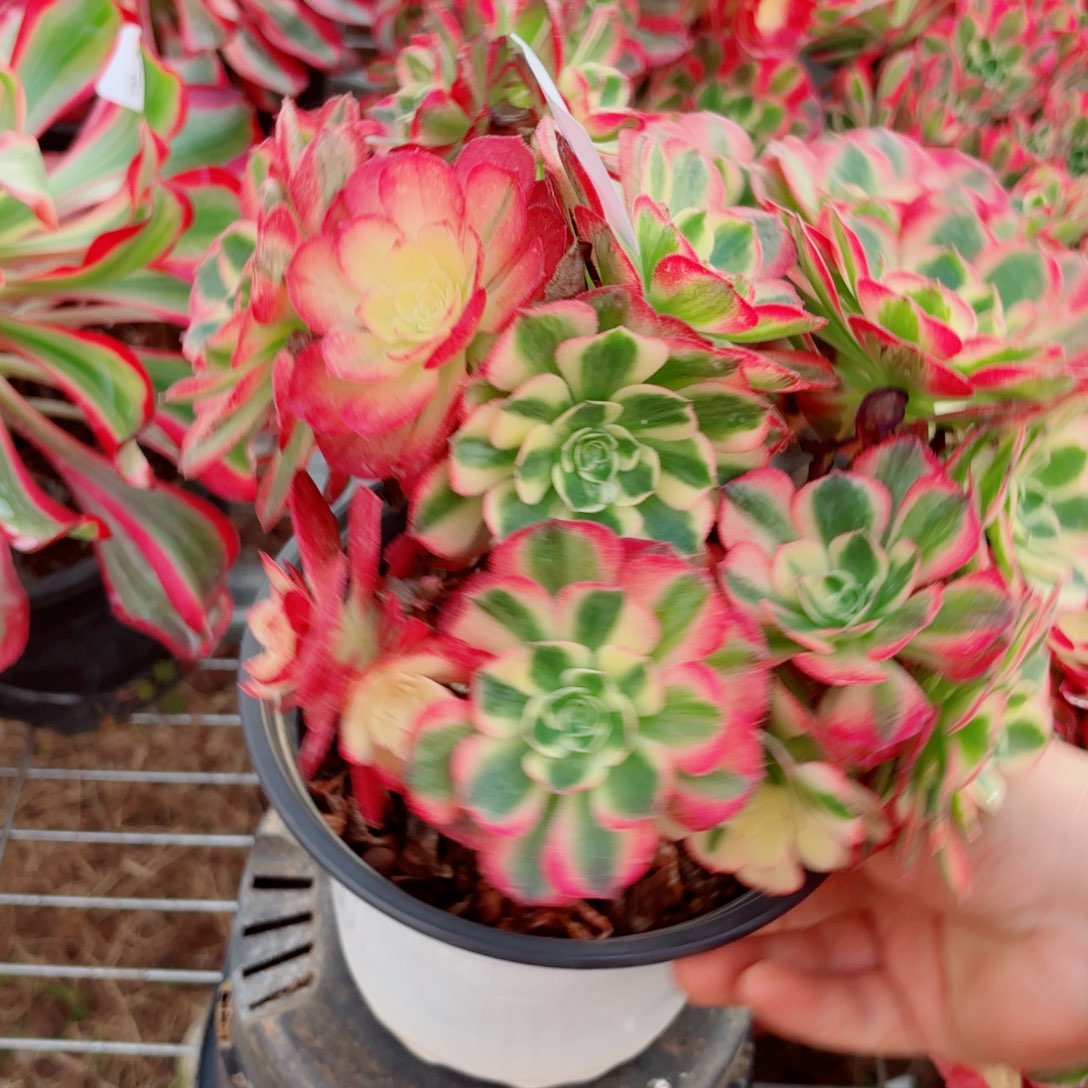 一物一拍多肉法师102