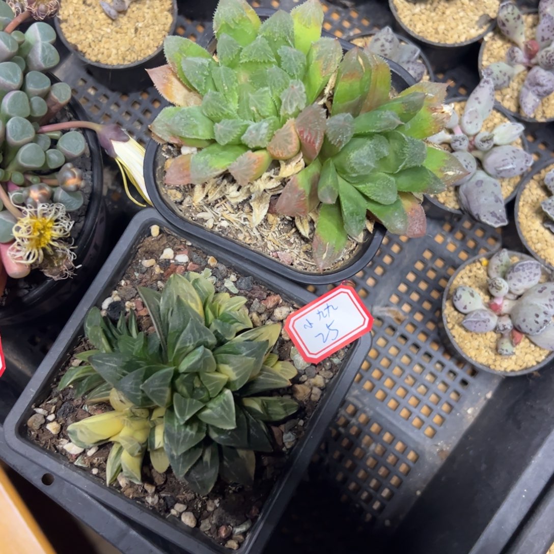 多肉植物多肉植物