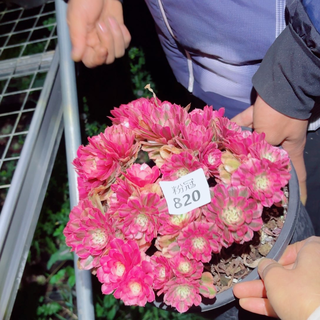 粉冠园艺粉铜壶820