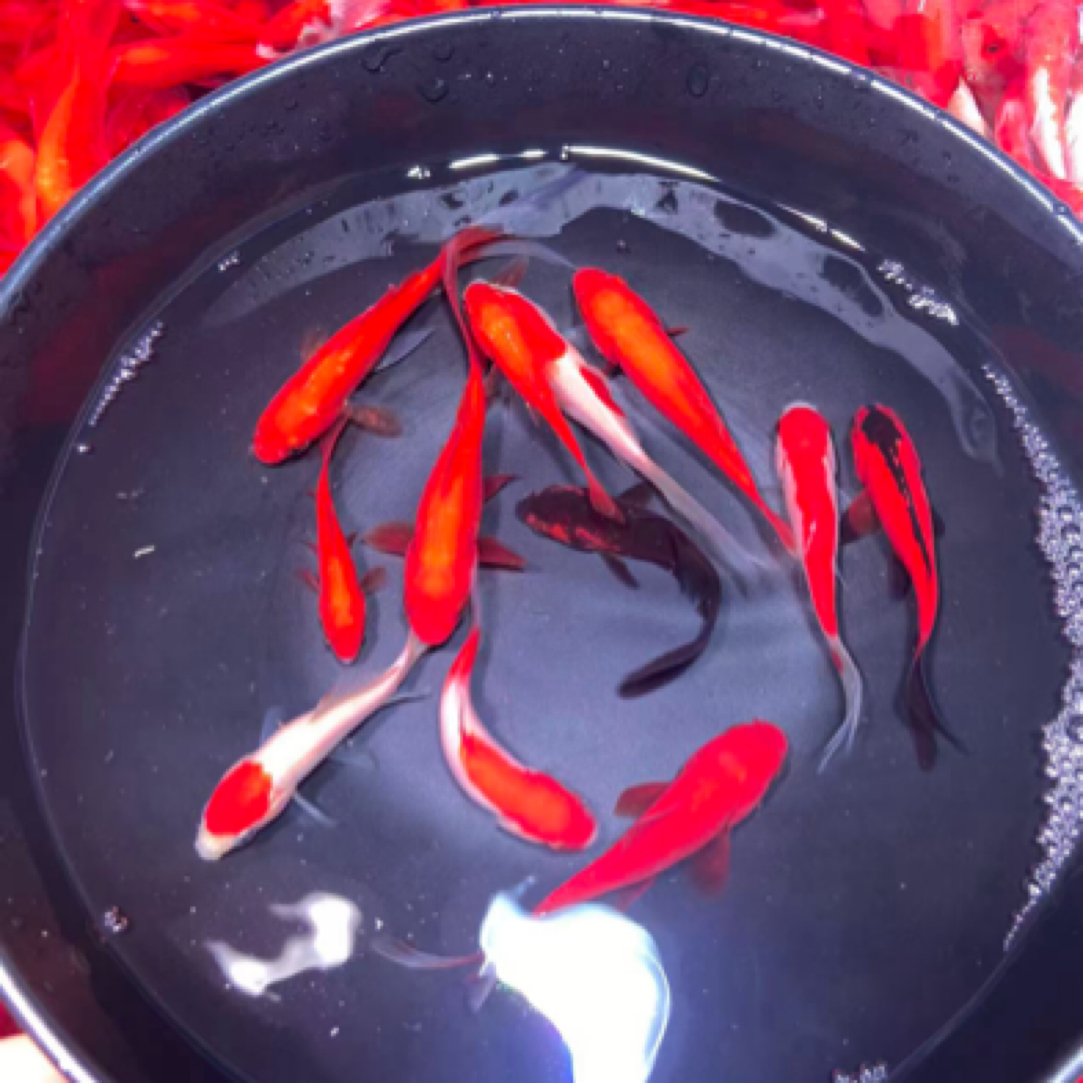 精品草金鱼3 - 6公分 39条好养耐活全国包邮不指定颜色混搭