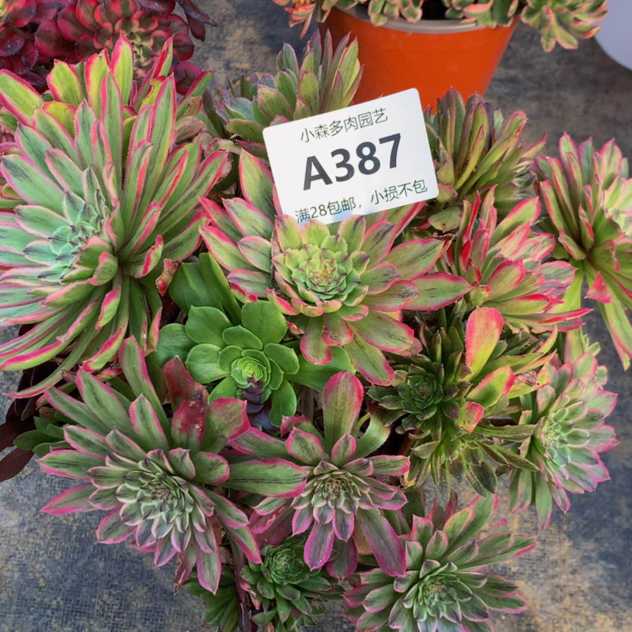 【闪购商品】387糖果多肉