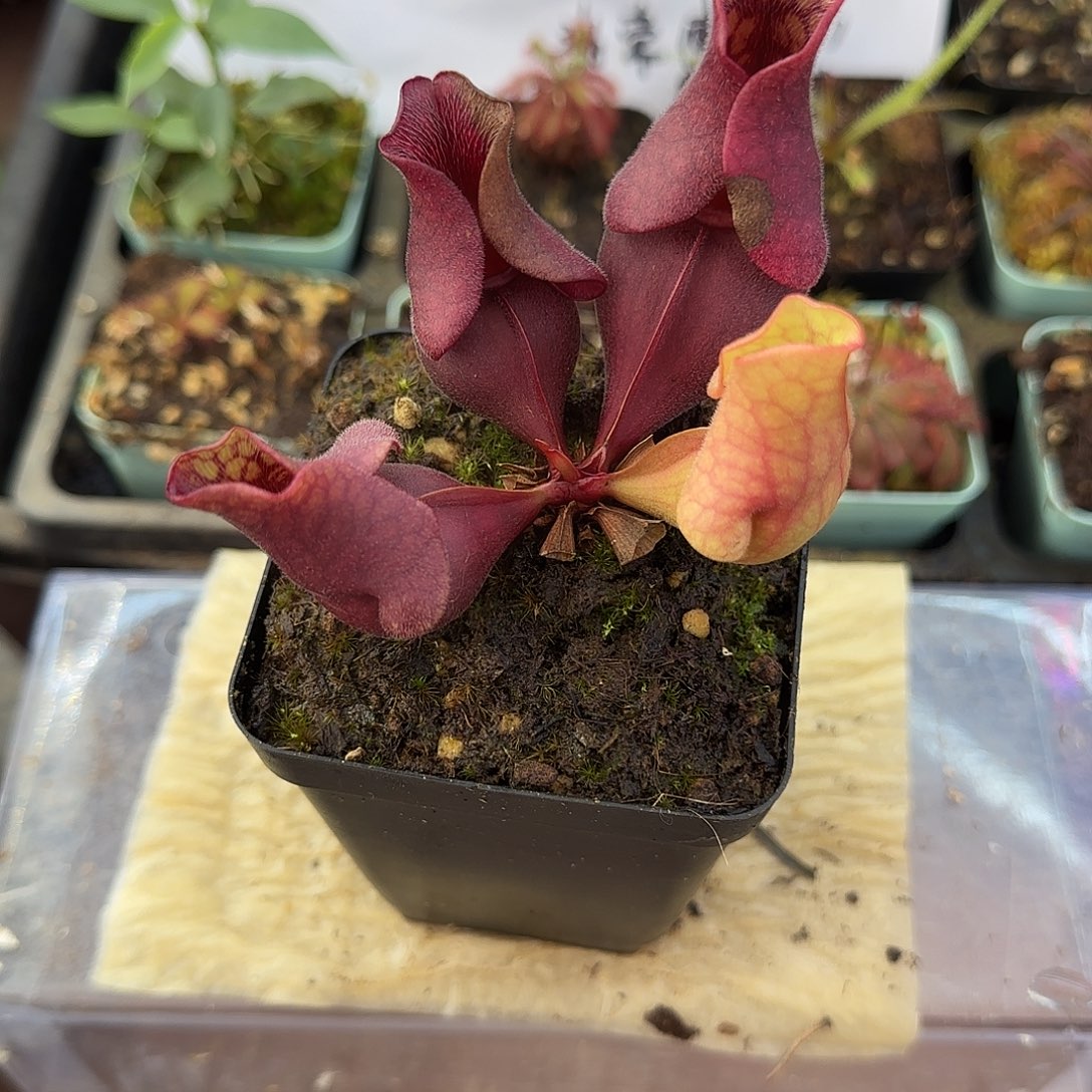 无花朵紫瓶草瓶子