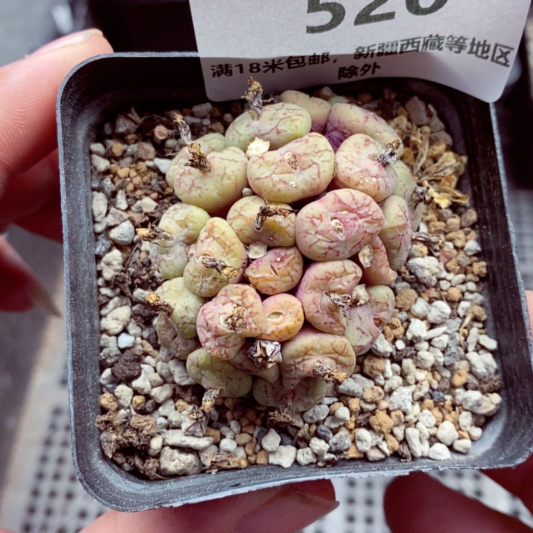 我的小姐姐们都是520