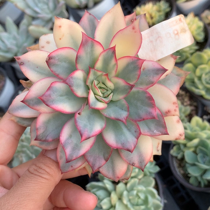 无花朵忘了名字多肉植物