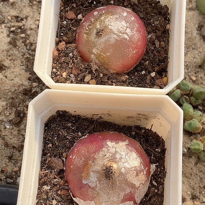 25557一组两颗有伤