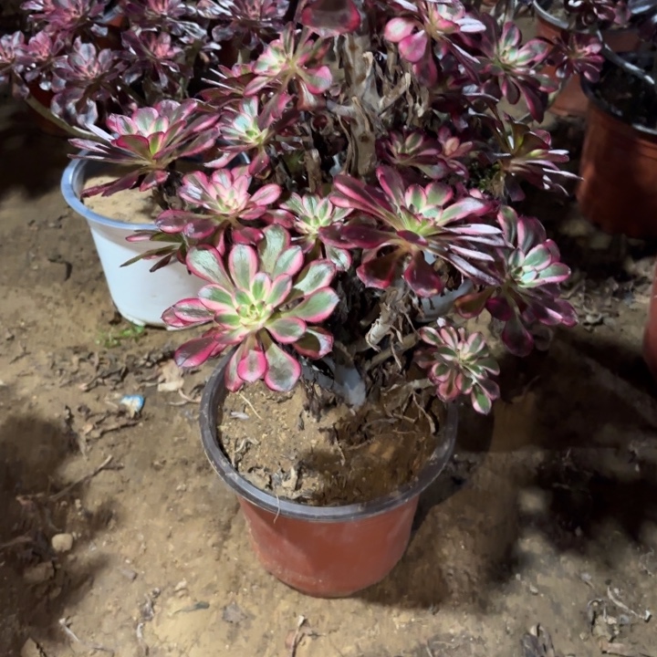 多肉植物法师香乃尔39